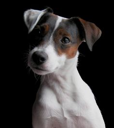 a small white and brown dog standing up against a black background with his head turned to the side