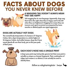 an info sheet describing the different types of dogs and how they can be used to teach them