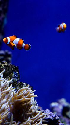 two clown fish swimming in an aquarium