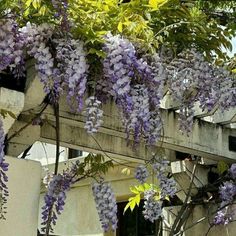 purple flowers growing on the side of a building