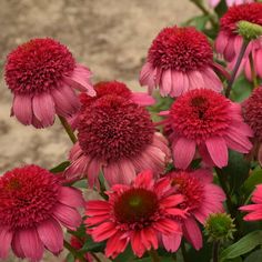 many pink flowers with green leaves in the foreground and dirt on the ground behind them