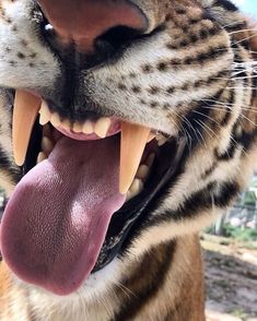 a close up of a tiger's mouth with it's tongue hanging out