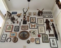 there are many pictures on the wall with deer heads