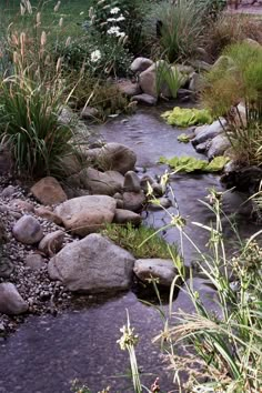 a small stream running through a lush green forest filled with lots of plants and rocks