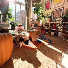 a cat sitting on top of a rug in a living room next to a window