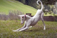 a white dog rolling around in the grass