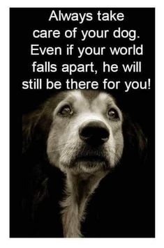 Love And Care, Beautiful Dogs, Animals Friends