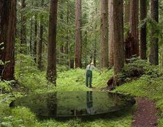 a person standing in the middle of a forest with trees and grass on both sides