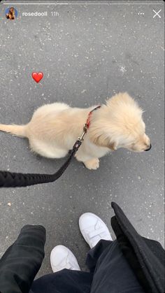 a small white dog sitting on top of a leash