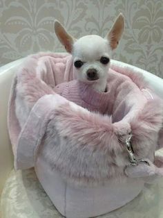 a small white dog sitting in a pink pet bed on top of a table next to a wall