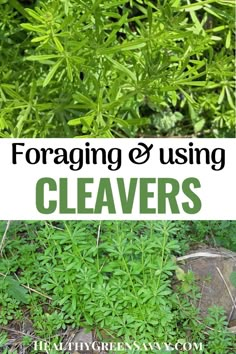 green plants with the words foraging and using cleaverss