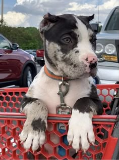 a black and white dog sitting in a red shopping cart with his paws on the handlebars