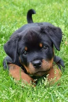 a black and brown puppy laying in the grass