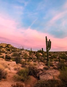 a large cactus in the middle of a desert with pink and blue sky behind it