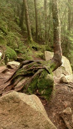 a tree that is growing out of some rocks in the woods with moss on it