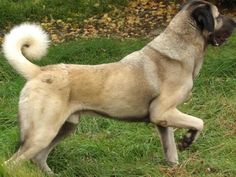 a large dog standing on top of a lush green field