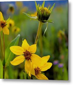 some yellow flowers are in the grass