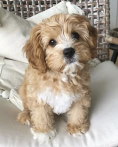 a small brown and white dog sitting on top of a chair next to a pillow