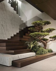 a bonsai tree in the middle of a staircase