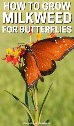 a butterfly sitting on top of a flower with the words how to grow milkweed for butterflies