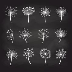 dandelions drawn in chalk on a blackboard, set of nine different types