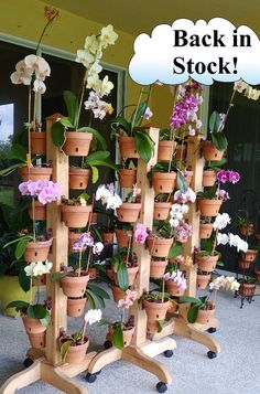 there are many potted orchids in the planter on this stand and one is labeled back in stock