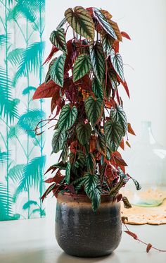 a potted plant sitting on top of a table