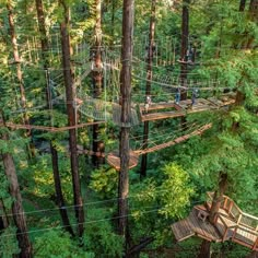 people are walking on a rope bridge in the middle of a forest with tall trees