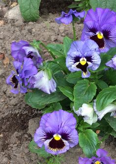 some purple flowers are growing in the dirt