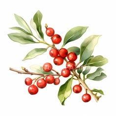 a branch with red berries and green leaves on it, painted in watercolor by hand