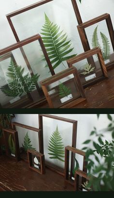 there are several frames with plants in them on the table and one has a fern