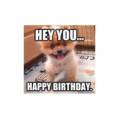 a small dog standing on top of a rug in front of a door with the caption hey you happy birthday