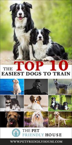 the top 10 easyest dogs to train for your dog's health and fitness needs