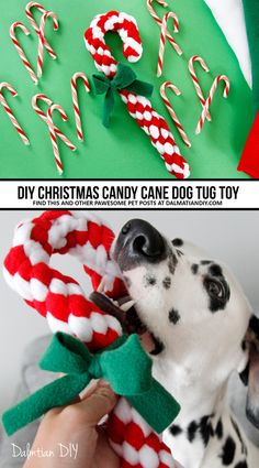 a dalmatian dog holding a candy cane christmas decoration