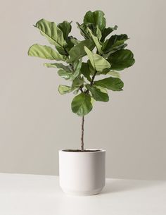 a potted plant with green leaves in it