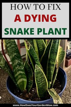 a snake plant with the words how to fix a dying snake plant