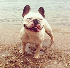 a white and brown dog standing on top of a beach next to the ocean with words smile it's friday