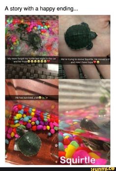 some pictures with different things in them and the caption that says it's fun to