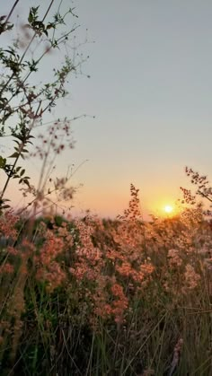 the sun is setting over some tall grass and flowers in front of a field full of wildflowers