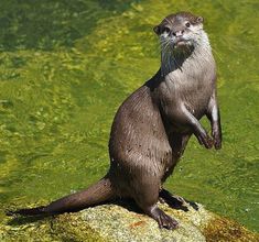 an otter standing on top of a rock in the middle of some green algae covered water