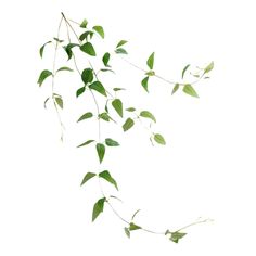 a branch with green leaves hanging from it's side on a white background,