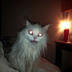 a white cat with red eyes sitting on a bed next to a lit up candle