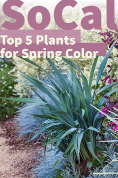 the top 5 plants for spring color