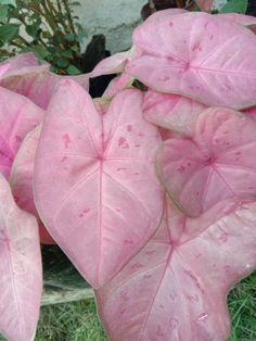 some pink leaves are growing in the grass