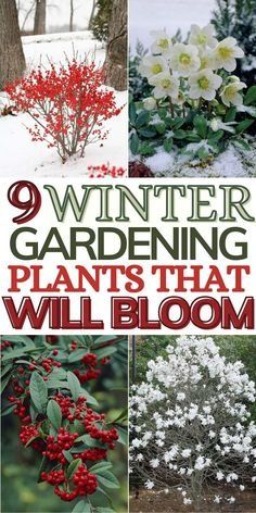 winter gardening plants that will bloom