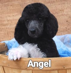 a black poodle sitting in a basket with the word angel written on it