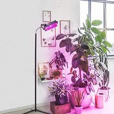 there is a pink light on the floor next to some potted plants and pictures