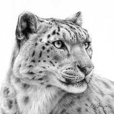 a pencil drawing of a snow leopard