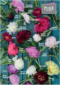 an image of flowers with names in english and spanish on the bottom right hand corner