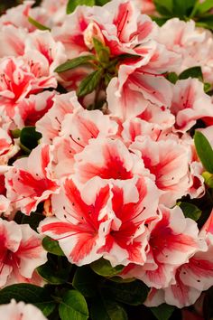 pink and white flowers with green leaves on them